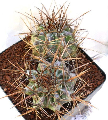 Echinocactus ingens heads - echinocactus,