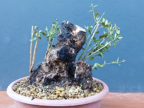 Bonsai olivastro 26x23cm - olivastro, in