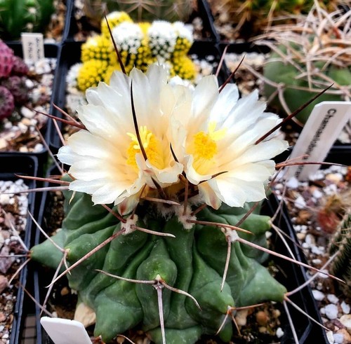 Thelocactus rinconensis 10 - thelocactus,