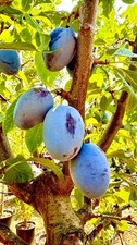 Pianta susino varietà - di,