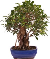 Bonsai - Ficus retusa - Fico