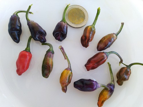 Semi peperoncino lila - 20, di