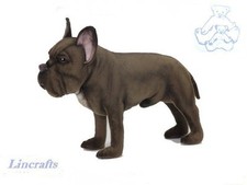 Cane pugile in piedi Hansa