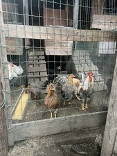  12 Uova Feconde di gallina