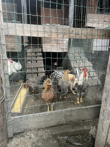 Uova feconde gallina - feconde, di