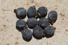 LIGUSTRO DEL GIAPPONE -