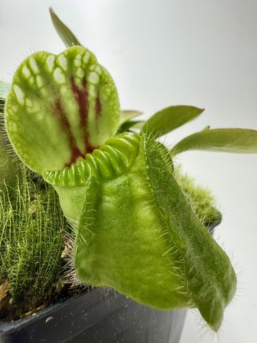 Cephalotus follicularis abg - cephalotus,