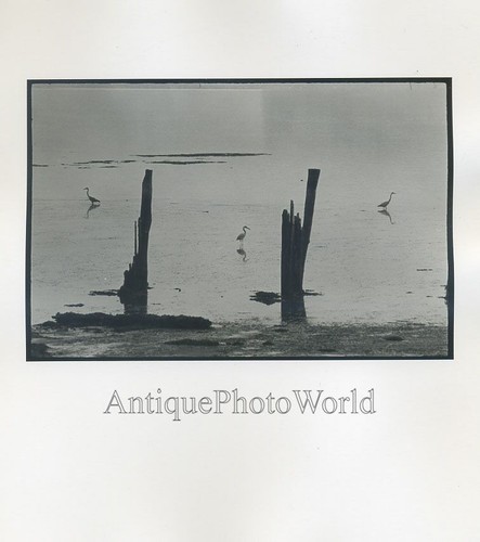 Uccelli egret nell acqua - uccelli,