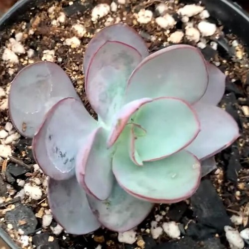 Echeveria rubromarginata 20 - echeveria,