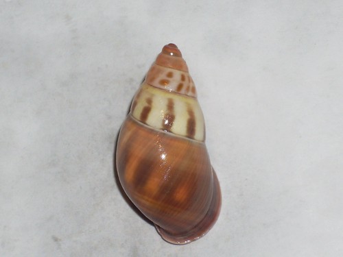 Amphidromus latestrigatus - amphidromus,