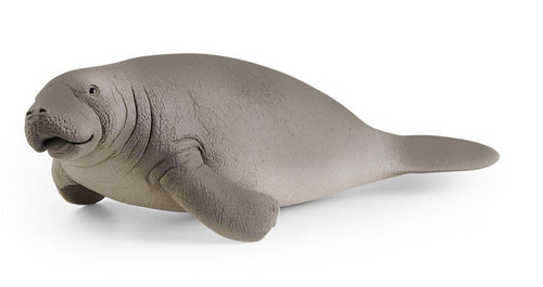 Lamantino manatee animali - lamantino, in