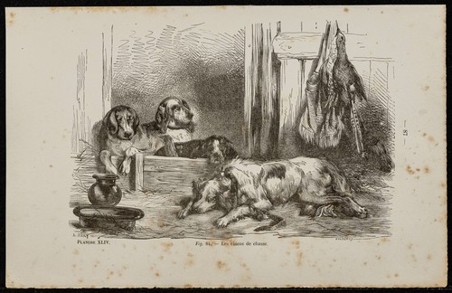 1867 cani caccia - di,