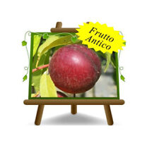 Nettarine a Polpa Gialla Armking Altezza: 170~200 cm Eta: 4 anni Vaso:  24/26 cm