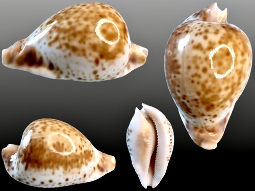 Cypraea umbilia hesitata w - umbilia,
