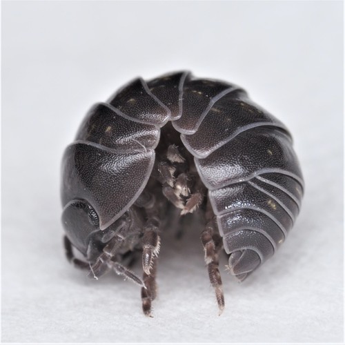 20ct armadillidium vulgare - 20ct,