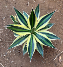 AGAVE LOPHANTHA QUADRICOLOR -