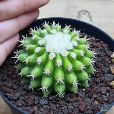 Echinocactus grusonii inermis