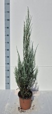 Ginepro Juniperus ‘Blue