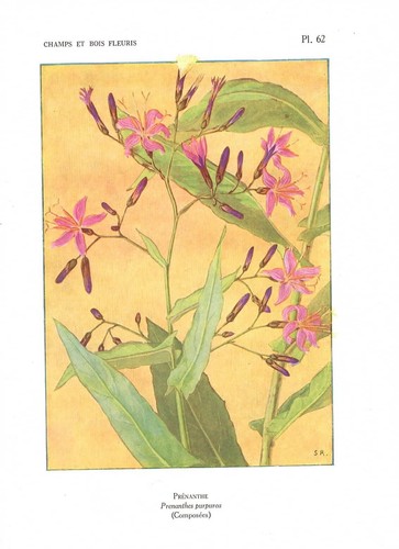 Stampa antica fiori liberty - stampa,