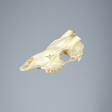 548SKU Teschio di capriolo