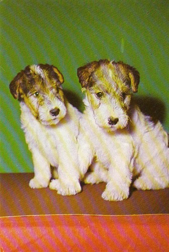 Cartolina fox terrier - cartolina,
