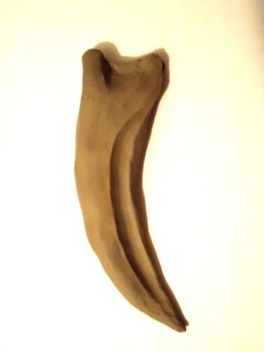 Spinosauro dinosauro enorme - spinosauro,