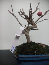 Bonsai melo vaso bianco - bonsai,