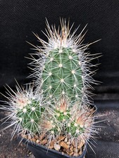 ECHINOCEREUS ENGELMANNI V. MUNZII CACTUS PIANTE GRASSE AGAVE 1462