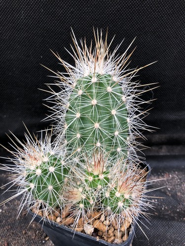 Echinocereus engelmanni - echinocereus, v