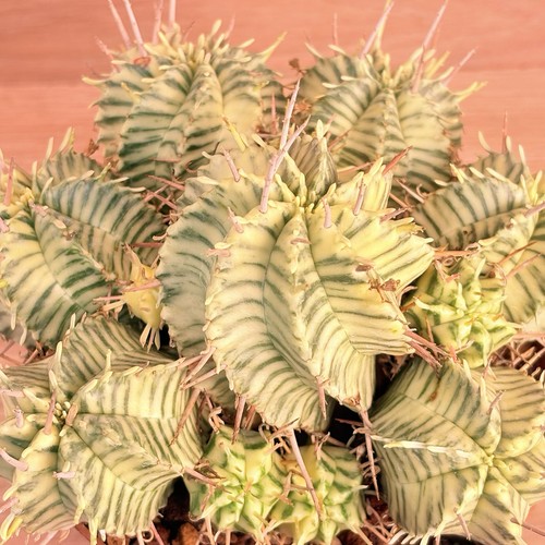 Euphorbia pulvinata - , f