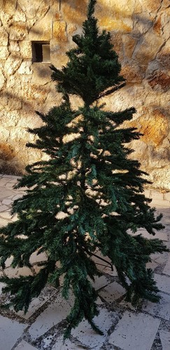 Albero natale pino - natale,