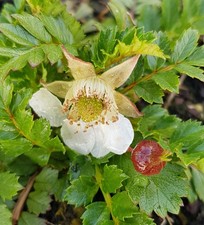 Rubus taiwanicola mûre - rubus,