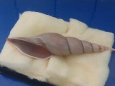 Conchiglia Shell Voluta CALLIOTECTUM TIBIAEFORME JOHNSONI  mm 140  Filippine