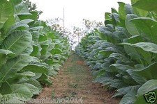 10.000 semi di tabacco varieta' golden virginia- per sigarette-nicotina tabacun