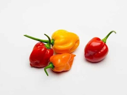 Peperoncino cabri capsicum - cabri, (capsicum