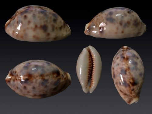 Cypraea lynx rostrata - rostrata,, n