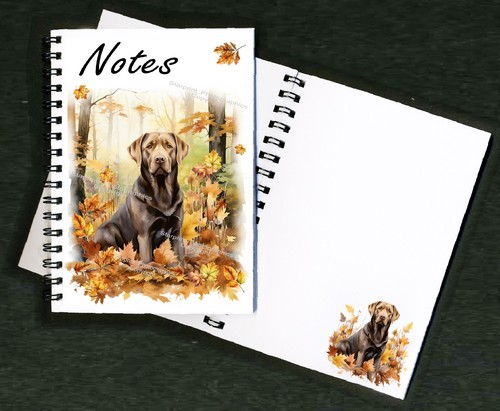 Labrador retriever chocolate - labrador,