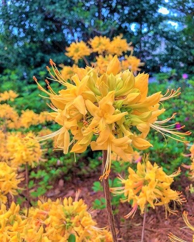 Gold strike aromi azalea - strike~aromi,