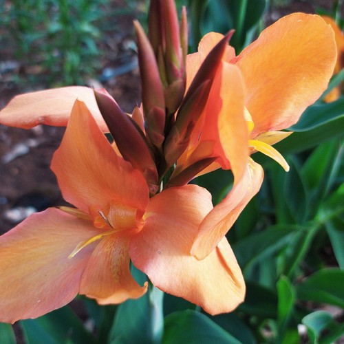 Rosa canna indica - canna,