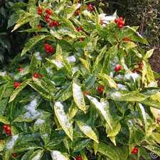 1 PIANTA AUCUBA JAPONICA