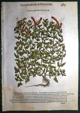 Stampa antica MATTIOLI MATTHIOLI erbario ATRIPLICE . botanica 1585 Antique print