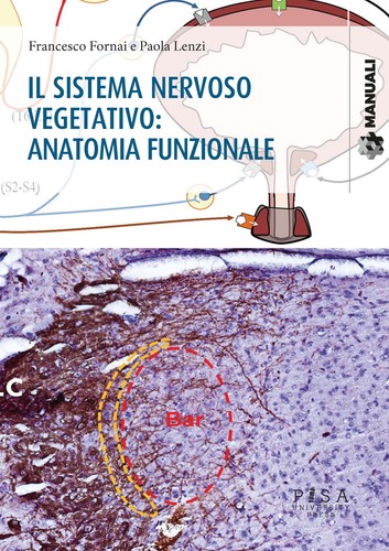 Sistema nervoso vegetativo - sistema,