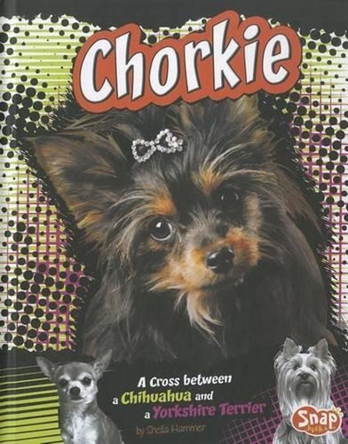Chorkie cross between - chorkie:,