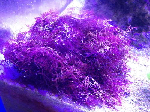 Macroalga rossa bentonica