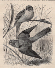 GRASS PARROT - Elegant Flight