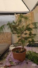 Bonsai Di Pino Di Aleppo Valuto Offerte Sensate