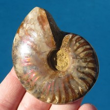 Minerali grande ammonite - minerali,