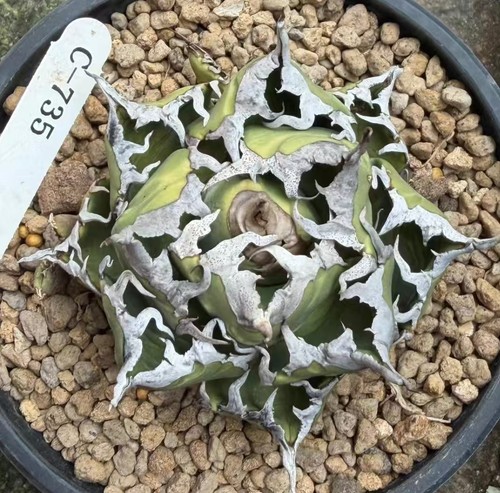 Rara pianta cactus - , agave