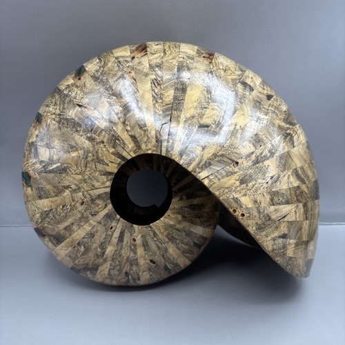 Conchiglia nautilus vintage - conchiglia,