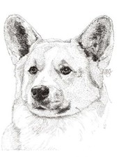 Welsh Corgi Pembroke Too 8